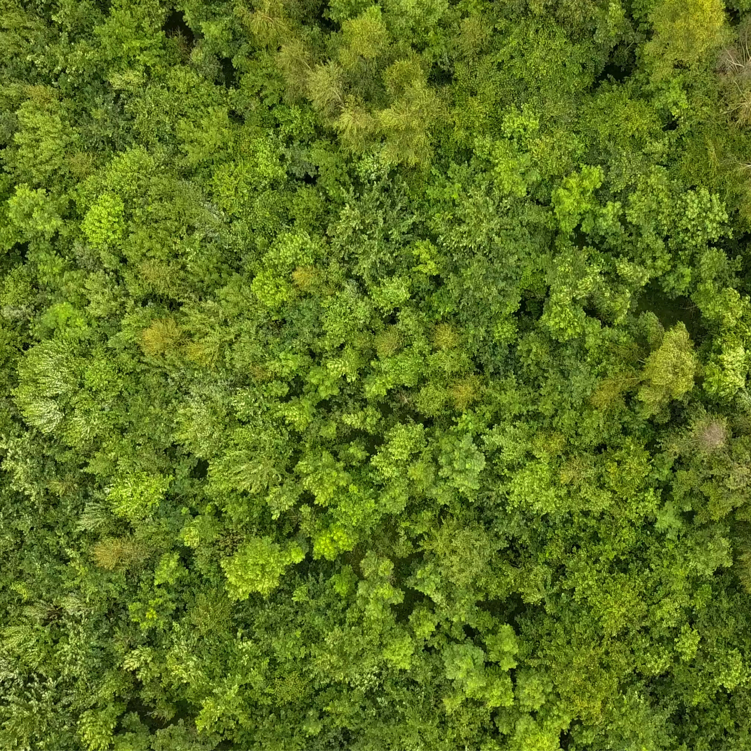tucklesholme-nature-reserve-national-forest